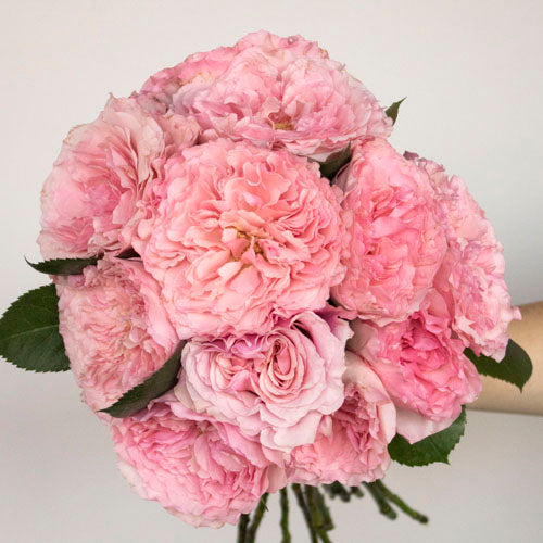 Lavished With Love Pink Mayra Garden Rose