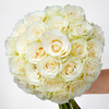 Fresh Start White Mondial Roses