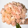 Coconut Blush Garden Spirit Roses