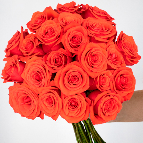 Lunar Eclipse Orange Nina Roses