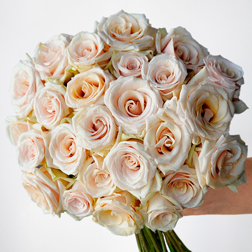 Rule the World Queen of Pearl Cream Roses