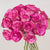 Tickled Pink Bicolor Roses