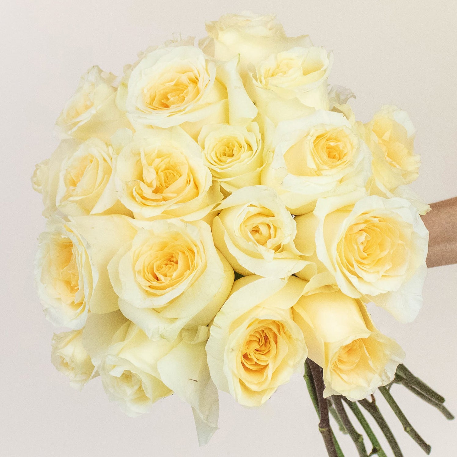 Light discount yellow rose