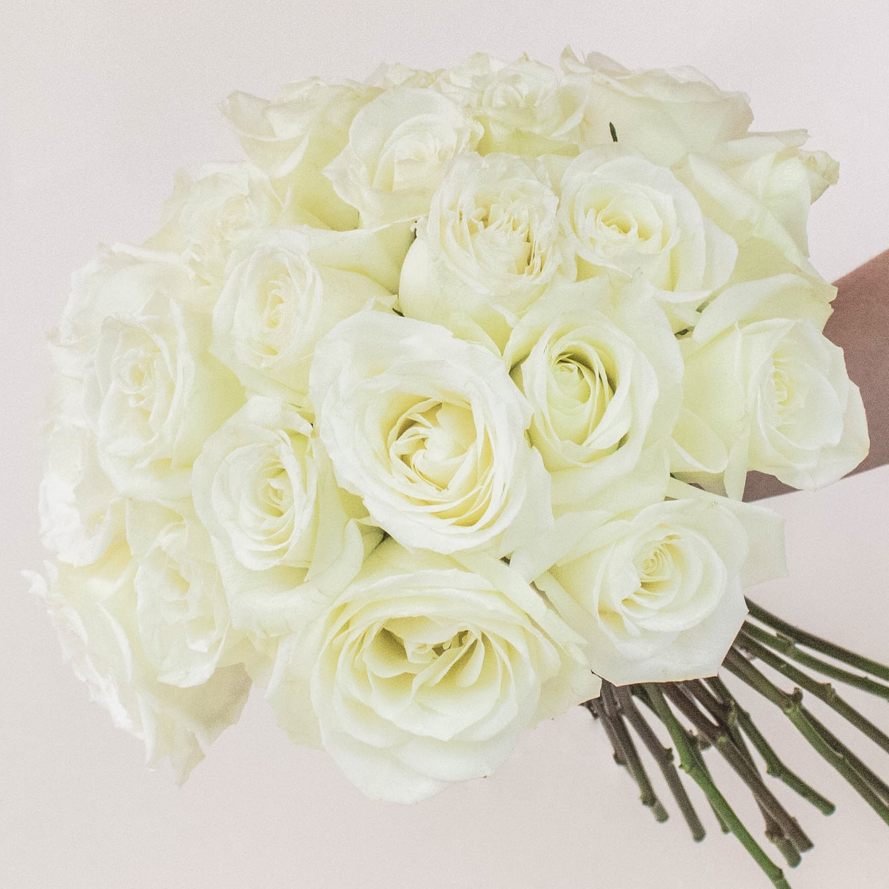 Fresh Powder White Roses