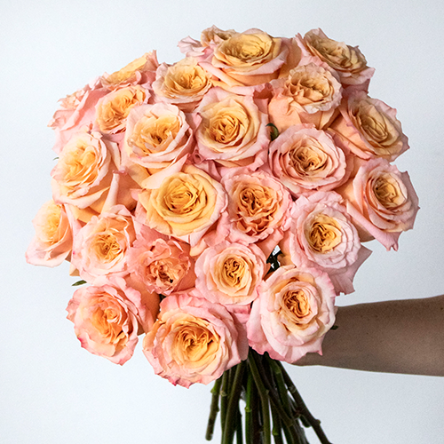 Dazzle Them Peach Shimmer Roses