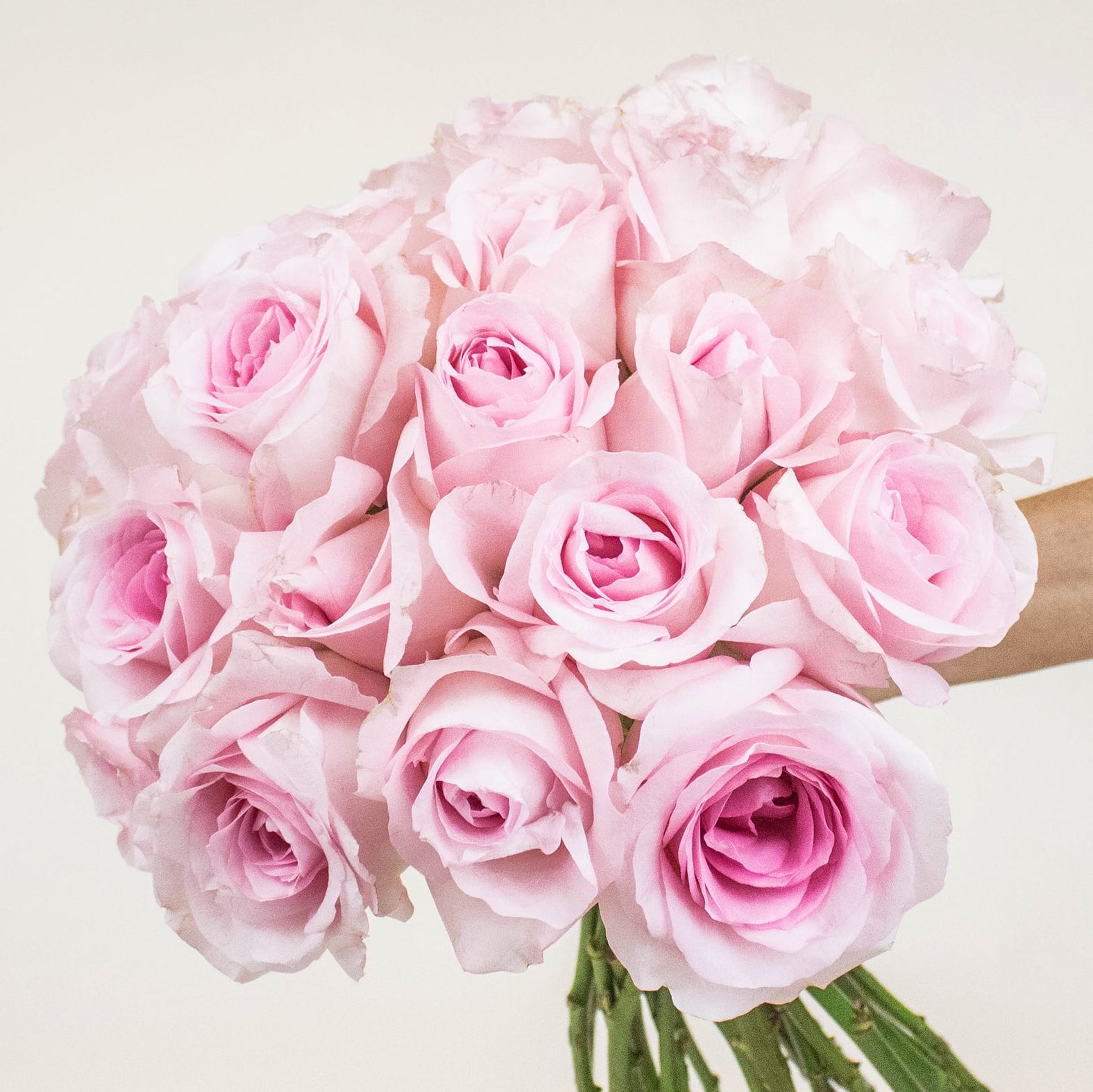 Paradise Pink Roses