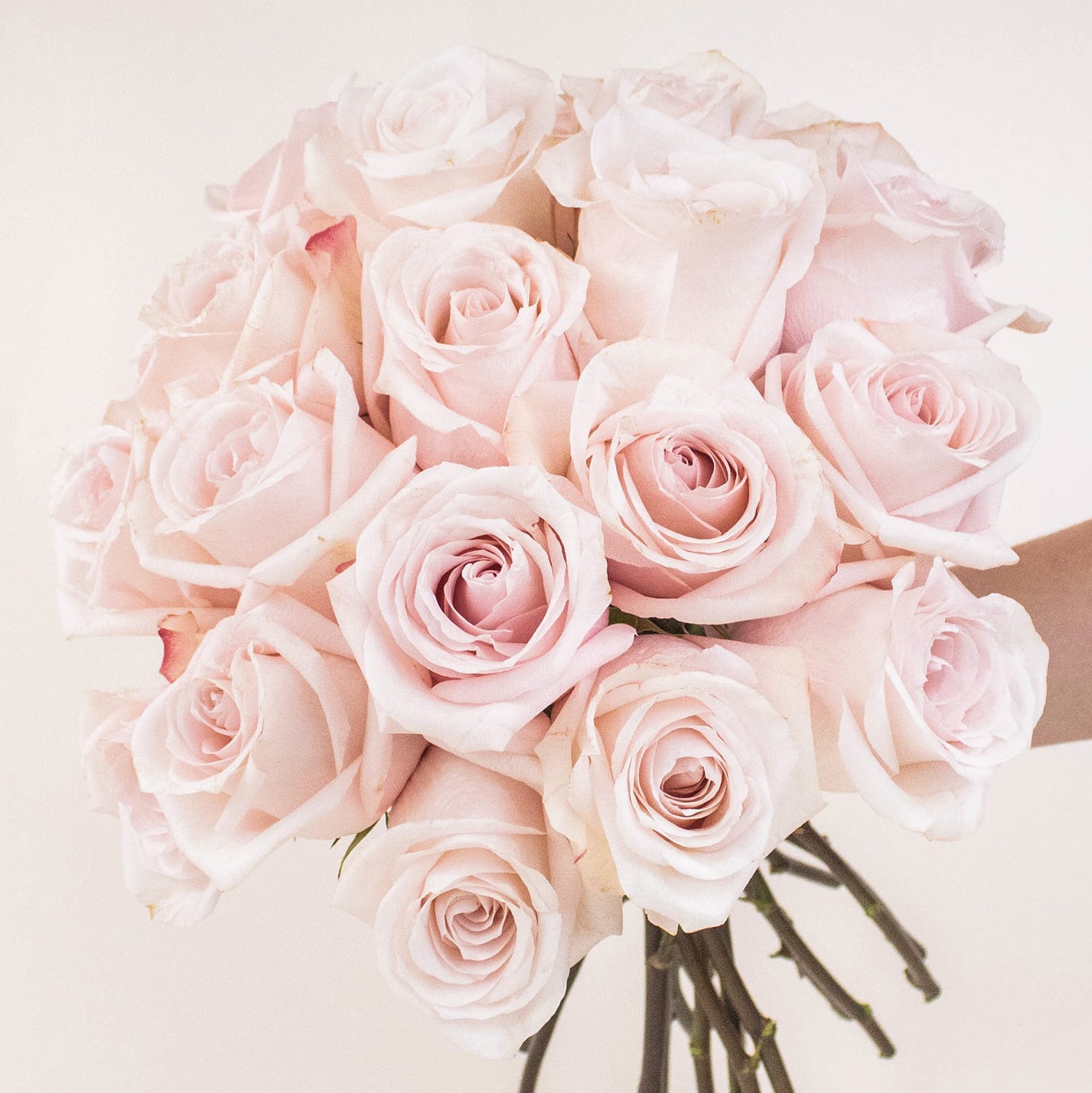 Blush At First Sight Pink Roses