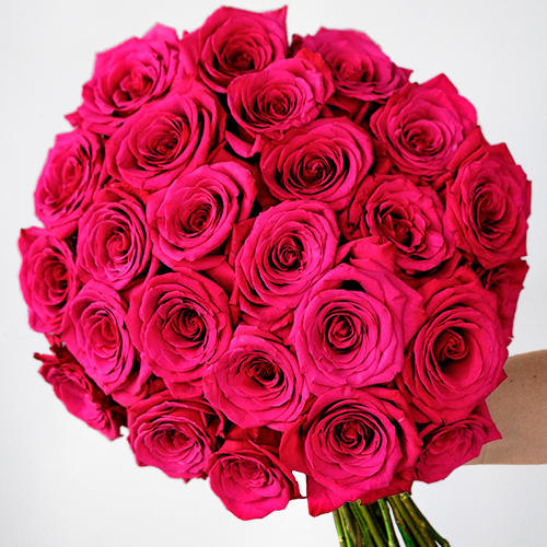 A La Mode Roseberry Hot Pink Roses