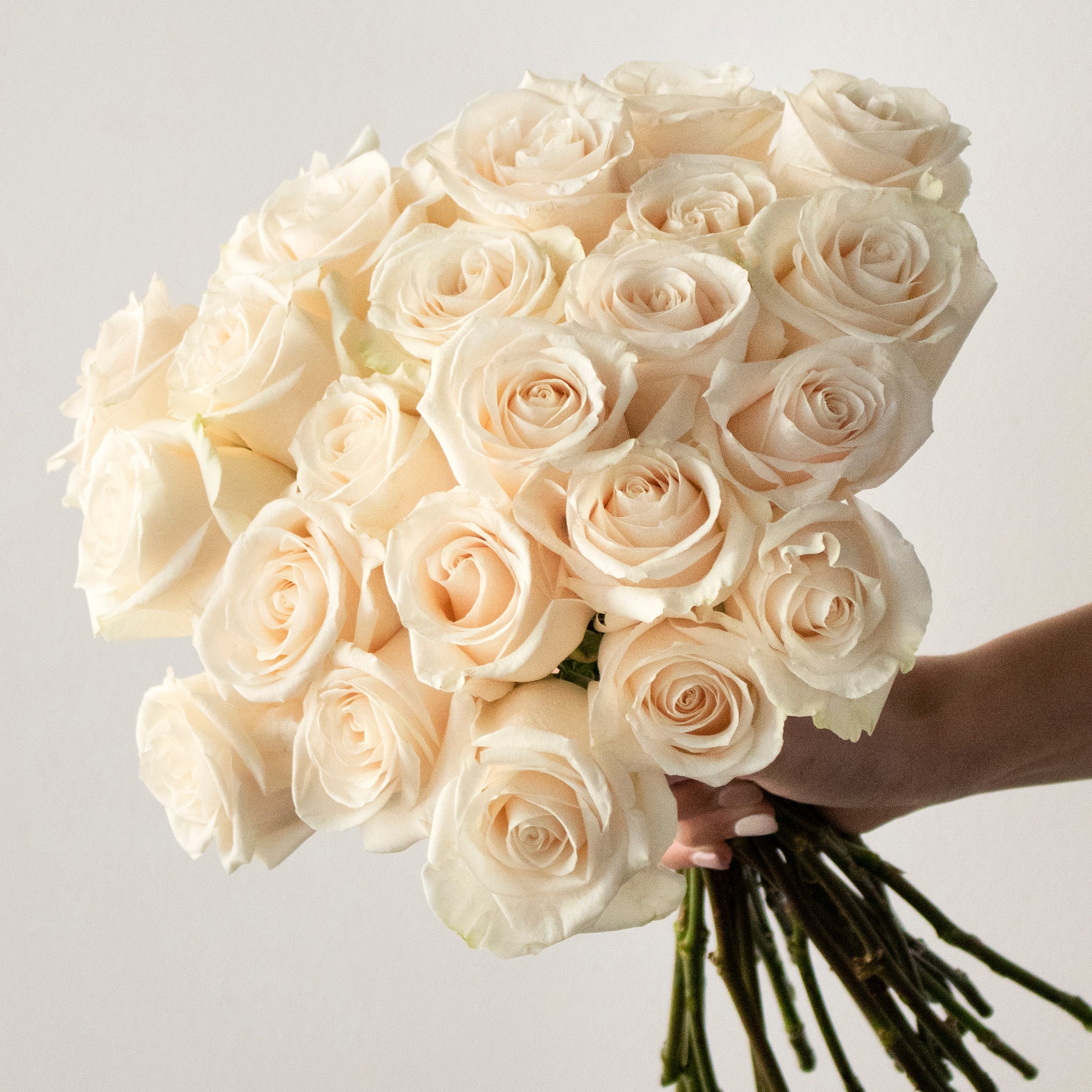 https://www.flowerfix.com/cdn/shop/products/vendela-white-rose-flower-wholesale-E1215H_2482x.jpg?v=1624376599